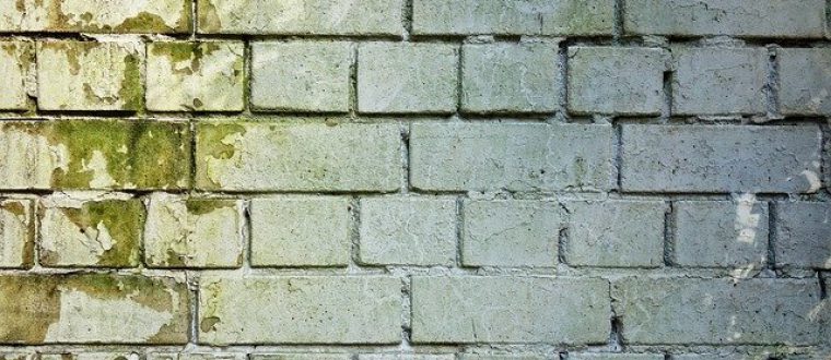 7 דרכים לטפל בעובש בקירות